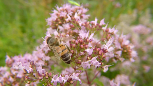 蜜蜂在野生的花朵上视频