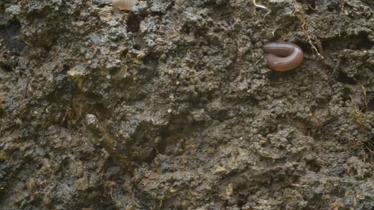 爬入新鲜挖出的土壤中的蠕虫视频