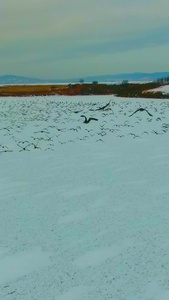 冬季飞鸟飞过天空天际线视频
