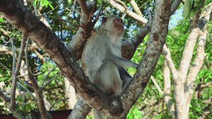 猴子坐在树上20秒视频