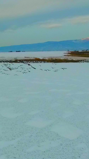 冬季飞鸟飞过天空天际线25秒视频
