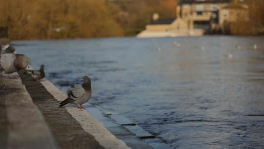 一群鸽子坐在一条河床上视频