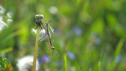 昆虫的尾巴或沼泽起重机苍蝇叶桃色花朵开花后对配对详细视频