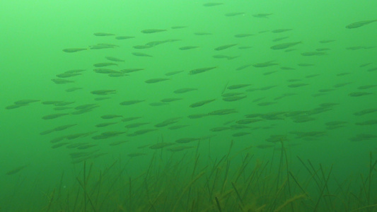 一大群小鱼在绿藻海面上喷洒视频
