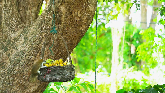 篮子里的水果都挂在树上视频