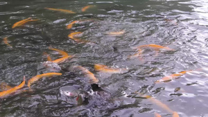 金色的彩虹鳟鱼在养鱼场里12秒视频