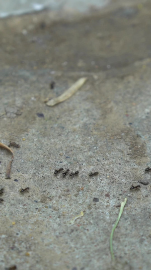 排队的小蚂蚁正能量20秒视频