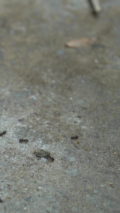 排队的小蚂蚁正能量视频
