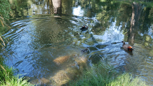 一只野鸭飞进植物园的河里10秒视频