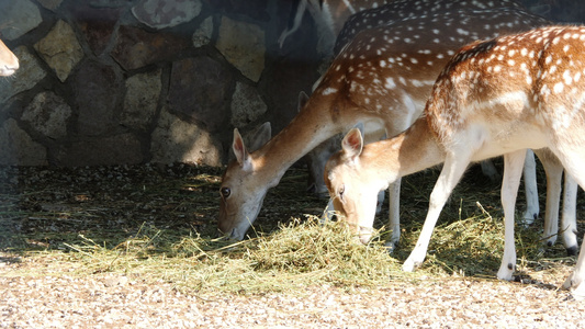 小鹿在动物园吃草视频