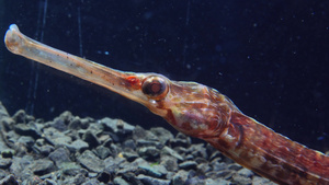 乌黑黑海宽鼻水管鱼辛格纳图斯的头目和眼睛37秒视频