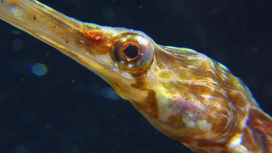 宽鼻水管鱼辛格纳图斯的近身头目和眼睛视频