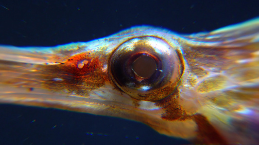 特写宽鼻尖嘴鱼Syngnathusvariegatus视频