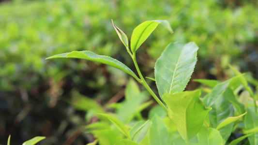 茶园里的茶叶视频