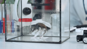 化学实验室工作场所的玻璃容器中的老鼠23秒视频