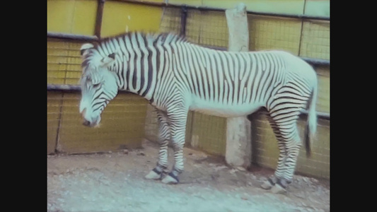 1965年联合王国动物园斑马视频