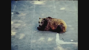 75年的瑞士动物园的熊7秒视频