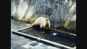 75年在动物园的熊13秒视频