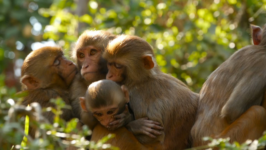 岩石上的恒河猴群一群毛茸茸的美丽猕猴聚集在大自然的视频
