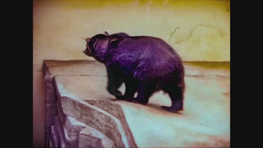 1965年联合王国动物园熊视频