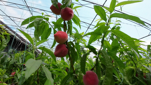 温室大棚桃子采摘桃子视频