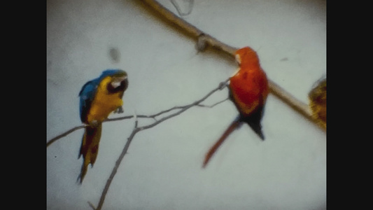 1965年联合王国动物园鹦鹉视频