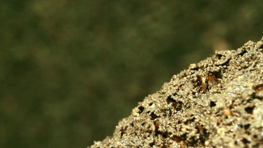 巴迪亚国家公园红蚂蚁和白蚁视频