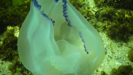 水母在黑海中不停地抽动Rhizostomapulmo视频