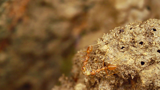 巴迪亚国家公园内红蚂蚁视频