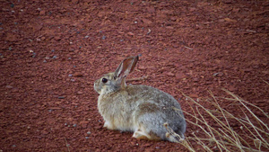 在乌塔的野外野兔15秒视频