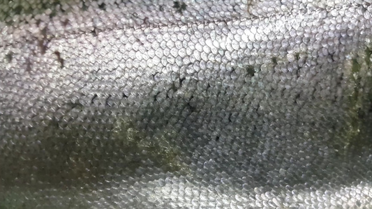 以灰色或灰色和银光闪亮的皮肤尺度结束的鱼视频
