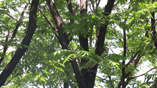 微风吹动着树枝夏日阳光树叶光影空镜头视频