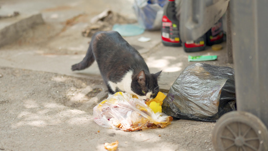 4k实拍城市流浪猫爱猫国际日视频