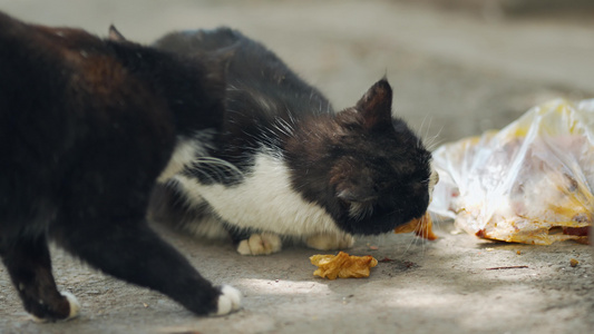 4k实拍城市流浪猫爱猫国际日视频