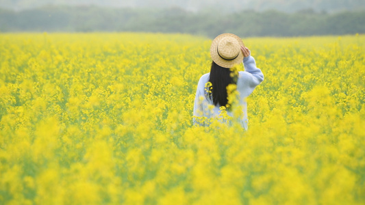 4K油菜花海里的少女视频