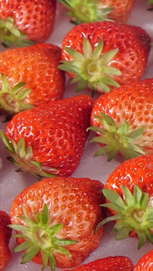 大草莓新鲜草莓视频