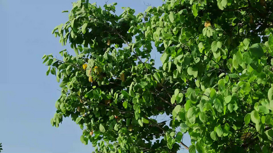 夏天阳光风吹树叶视频