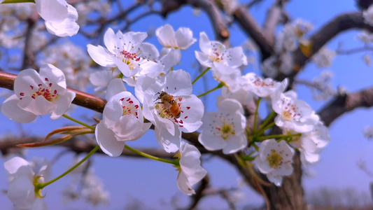 梨花蜜蜂特写视频