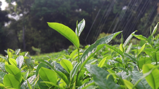 浇灌茶叶春茶视频