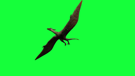 绿屏上的pterodactylly3d动画视频