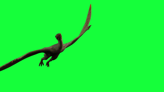 绿屏上的pterodactylly3d动画视频