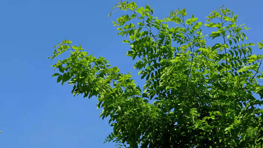 夏天阳光风吹树叶视频