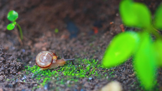 微距蜗牛青苔雨后植物上视频