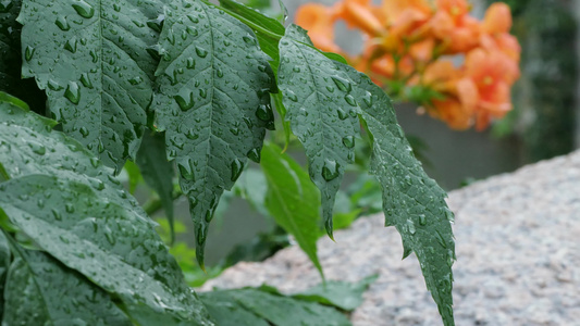 下雨的江南古镇雨天视频