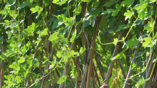 菜园里种植的葛藤视频