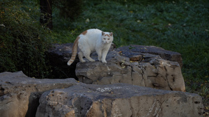 公园的猫53秒视频