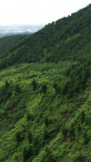 航拍四川金堂山坡上的牛群42秒视频