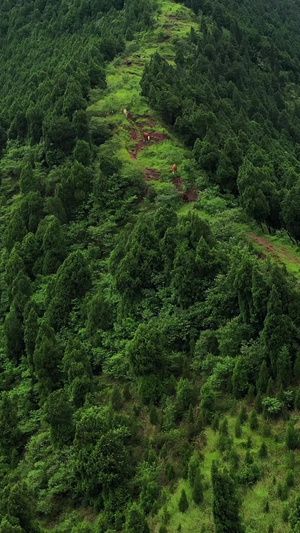 航拍四川金堂山坡上的牛群42秒视频