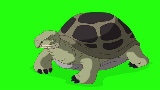 绿海龟从外壳偷看藏在后方的染色键视频