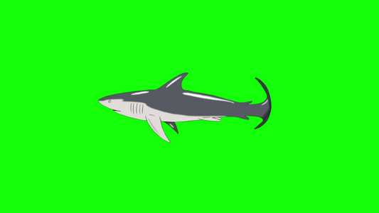 灰鲨鱼游泳带环染色体键视频